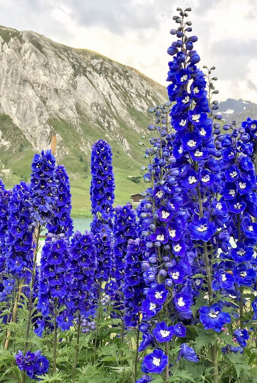 Great blue delphiniums in mountain 