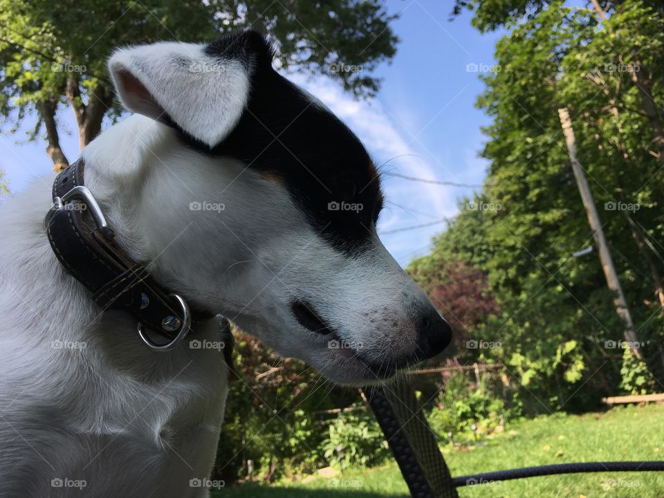 Cute Dog with floppy ears outdoors on a sunny day with blue sky and trees closeup family pet photography 