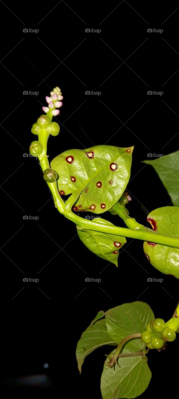 Malabar spinach Vegetable Seeds