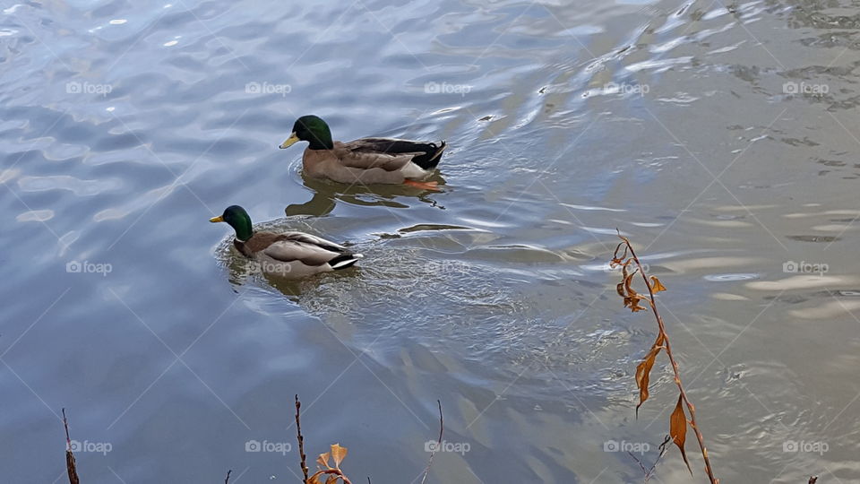 ducks hanging out