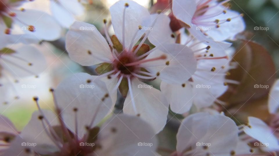 High angle view of flowers