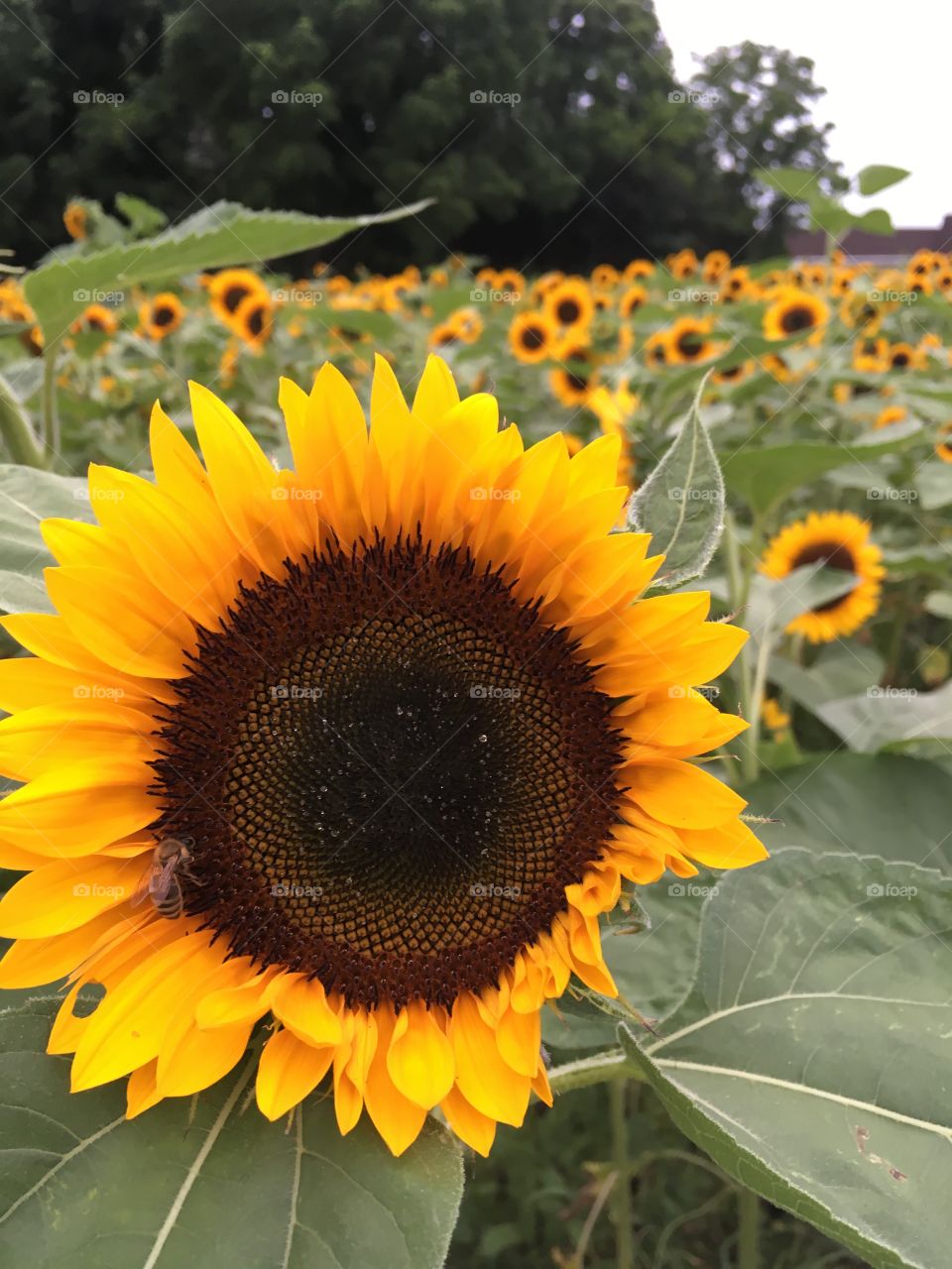 A close up of a beautiful sunflower. 