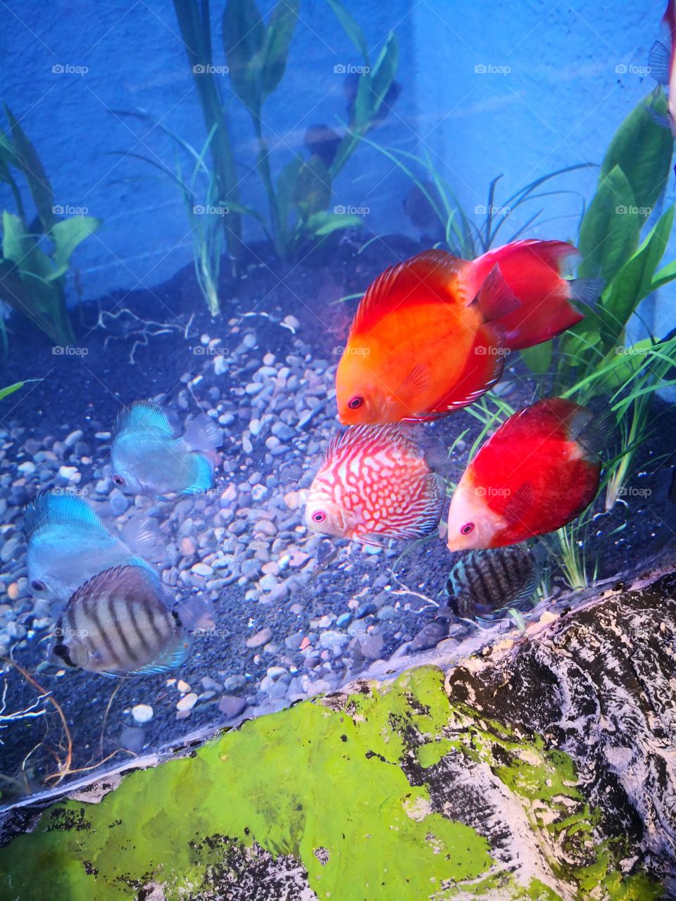 beautiful colored fish. salt water.