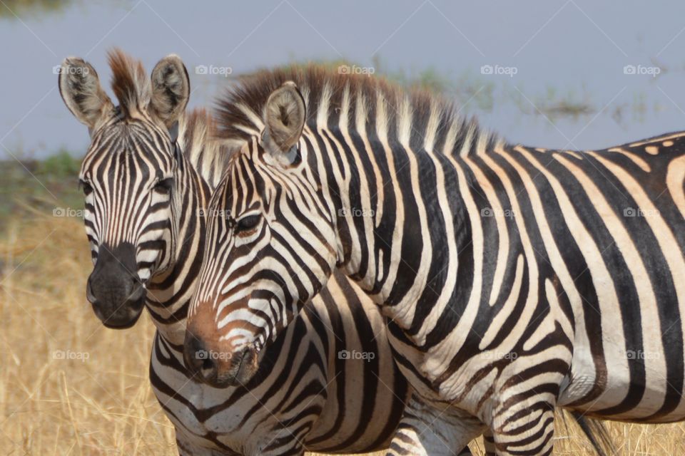 Zebras in Tarangire  national park Tanzania