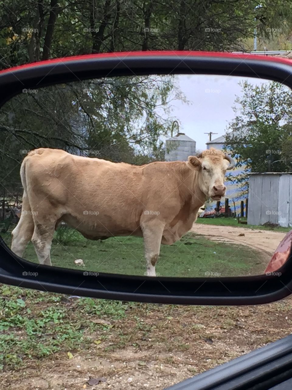 Reflection of cow in side-view-mirror