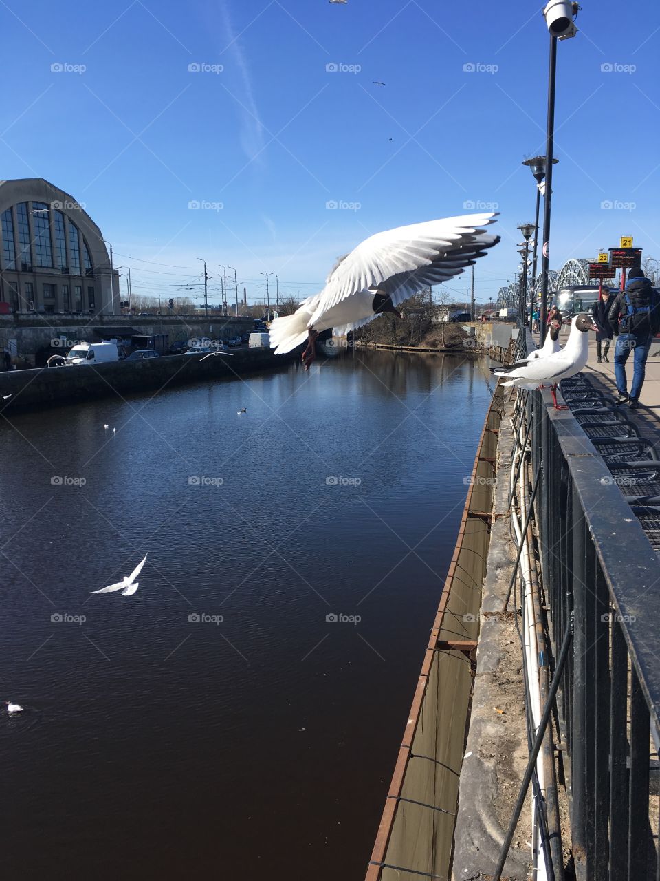 Friendly Riga seagulls
