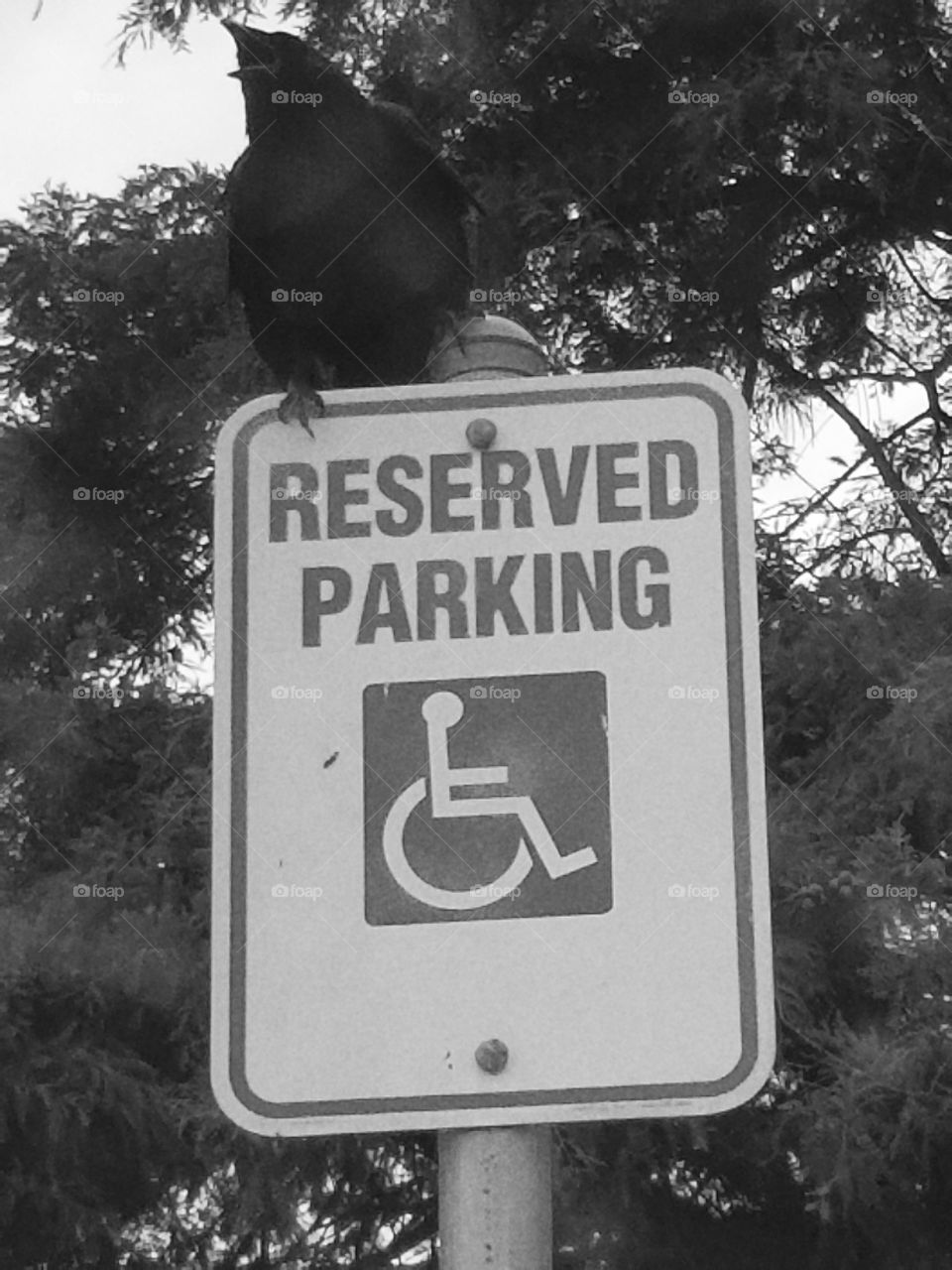 Doth Sayeth the Raven - No Parking in Handicapped Spot