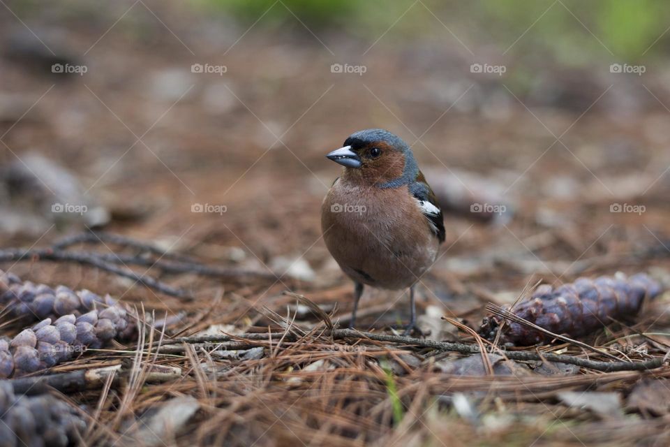 Chaffinch (Fringilla coelebs) male in spring forest .
