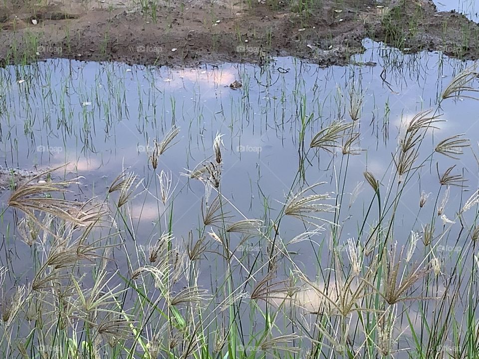 Plants around us.