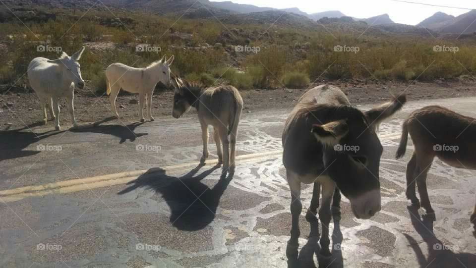 Wild Donkeys