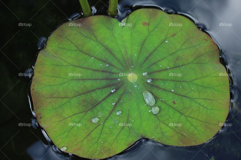 Dew drops on lily pad