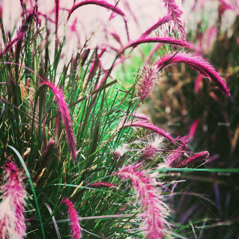 Barbie style pink plants in the wild, California native plants, pink plants at the coffee shop, pink style plants 