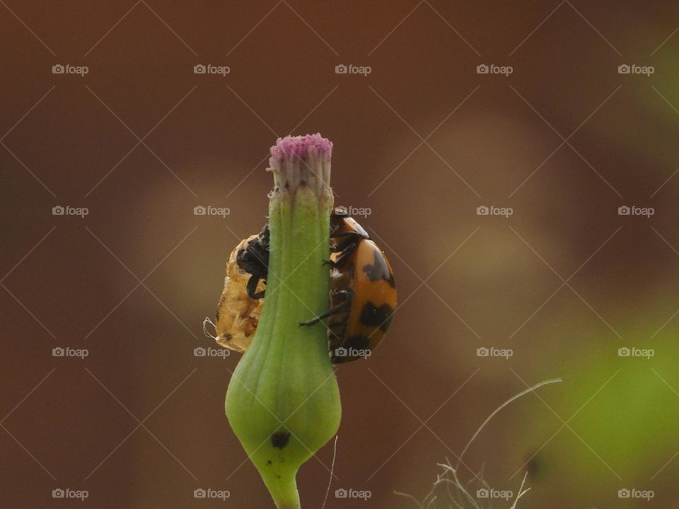 ladybug & flowers (SOOC)