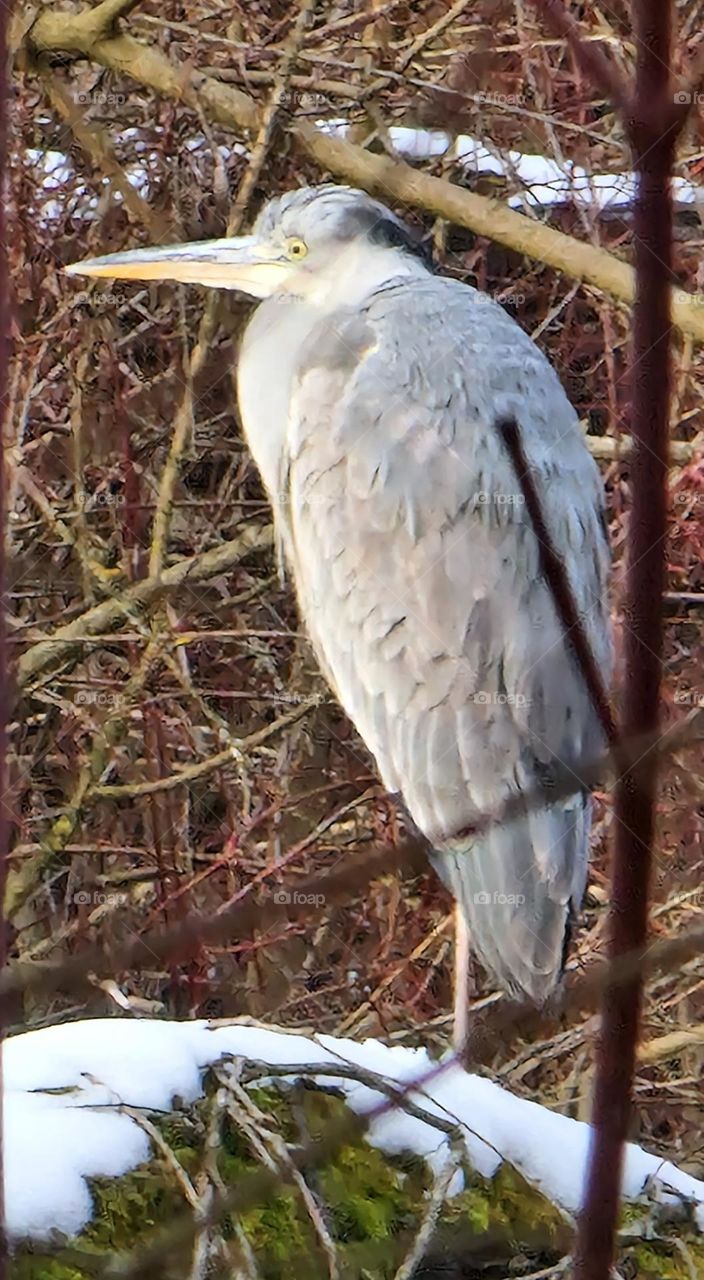Heron standing and resting on the fallen tree covered with snow in the swamp area