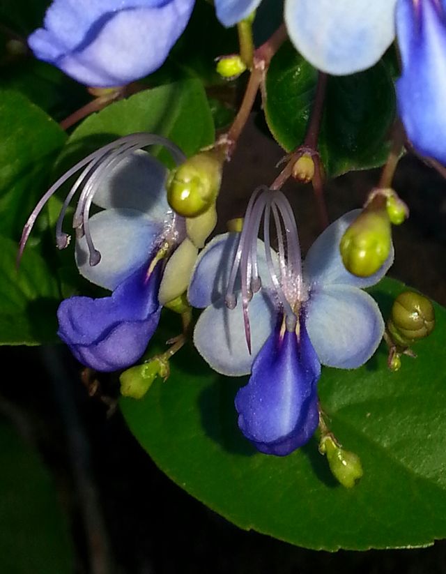 butterfly flower