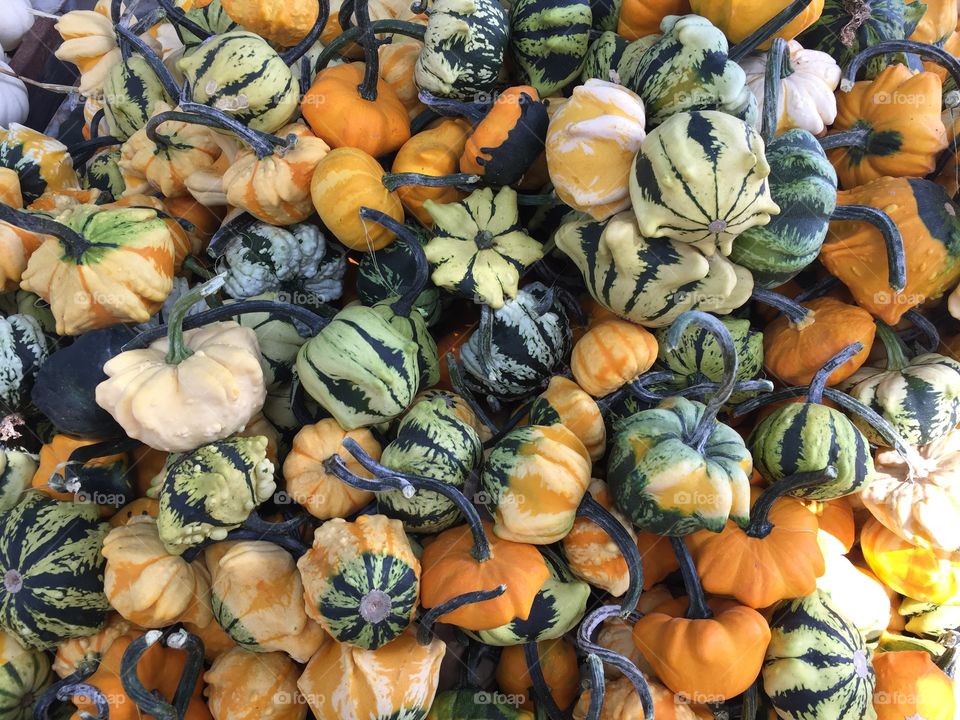 Pumpkins near Avila, CA