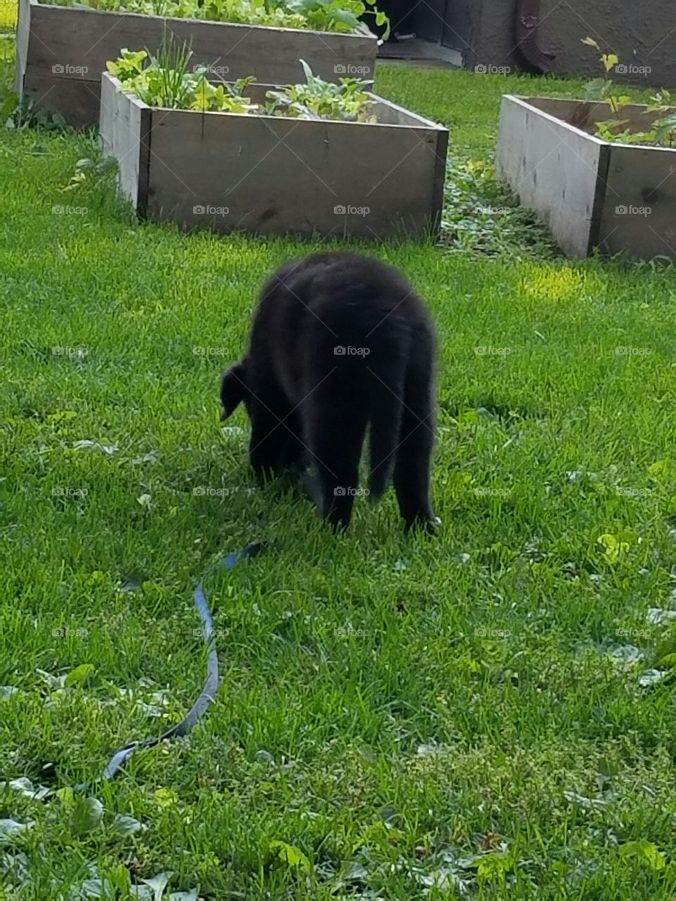 black puppy investigates the yard
