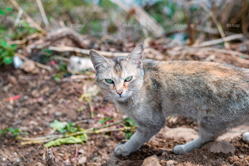 A wild cat looking at the camera