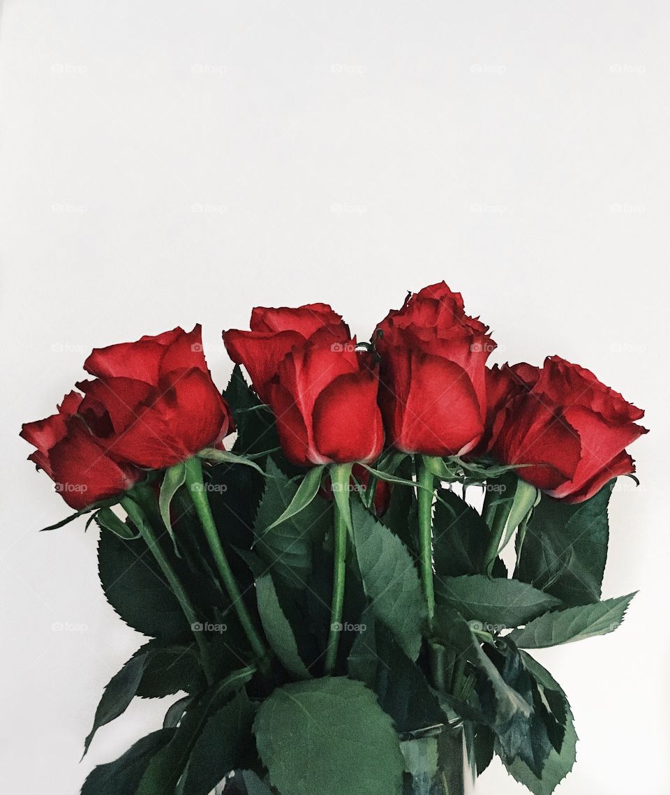 Beautiful roses 🌹 