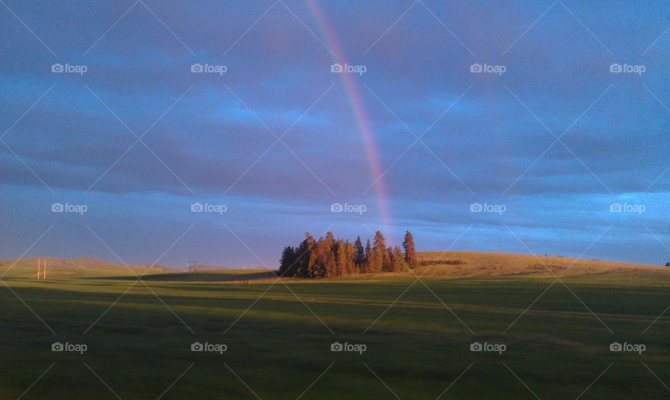 Rainbow In A Field