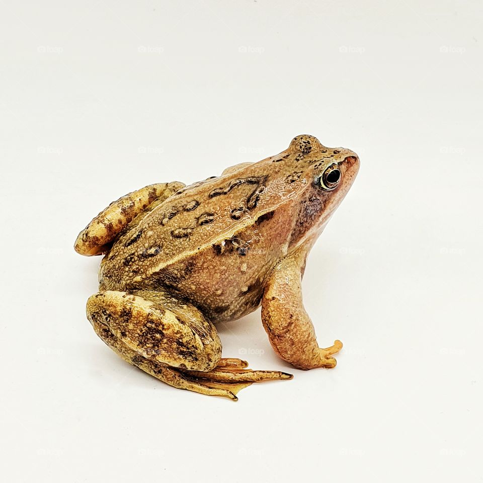 Big cute frog on a white background