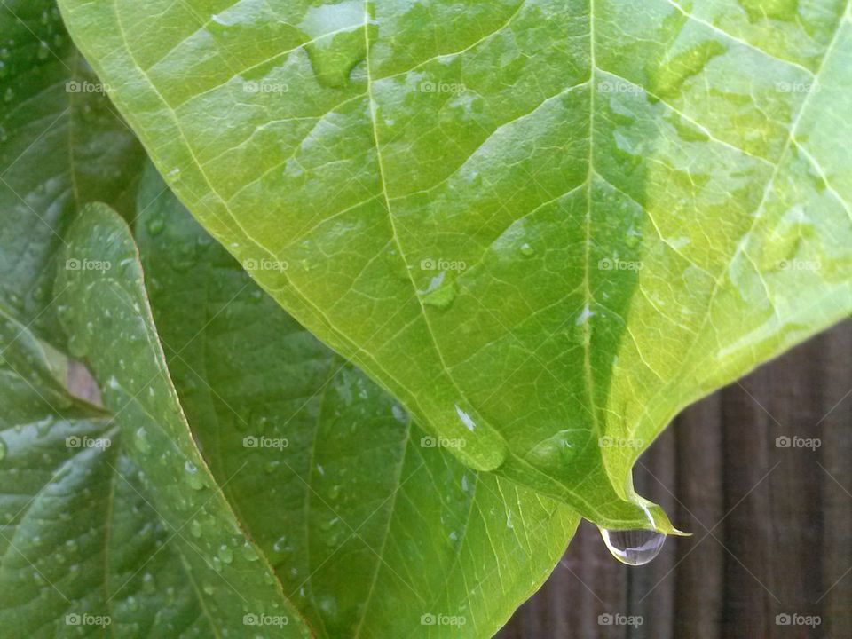 rain on leaf