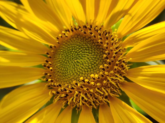 sunflower