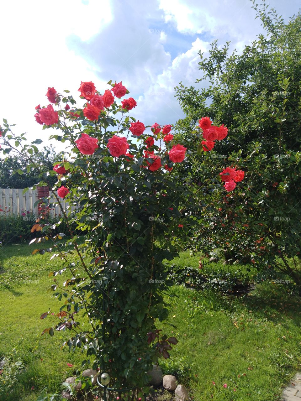 Красивые цвета