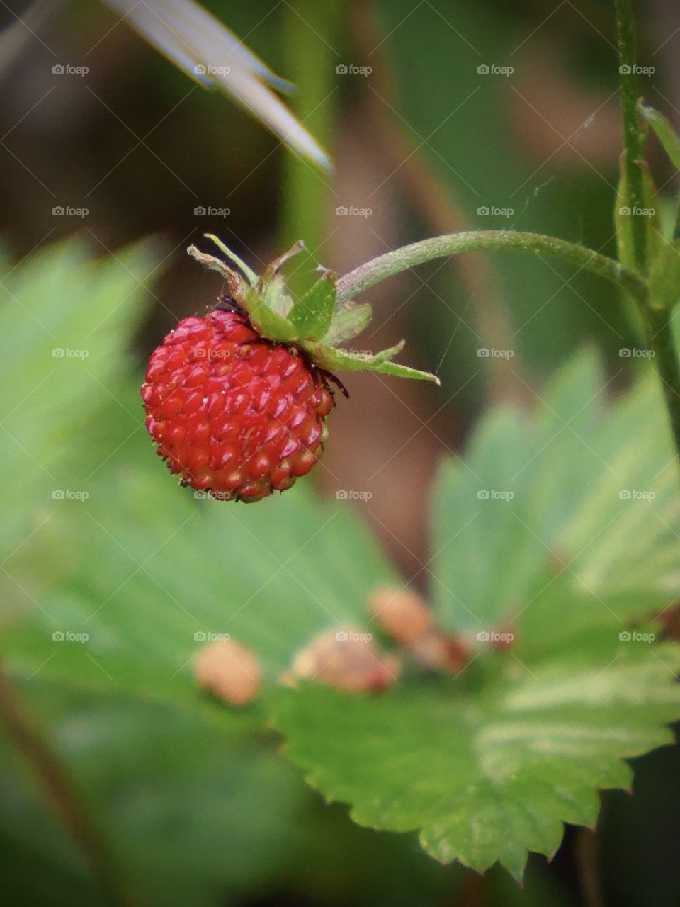 Wild strawberry