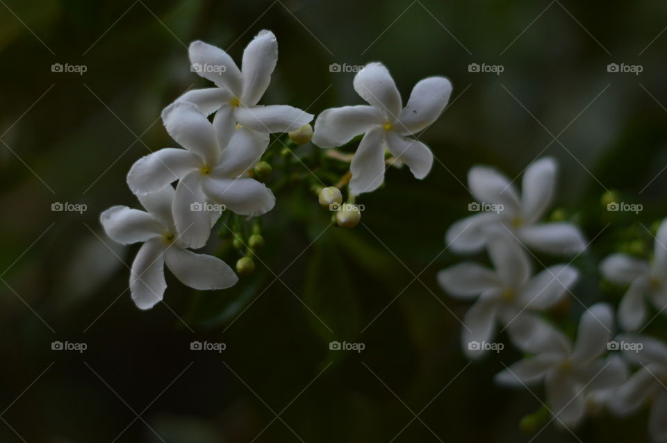 Crape Jasmine.