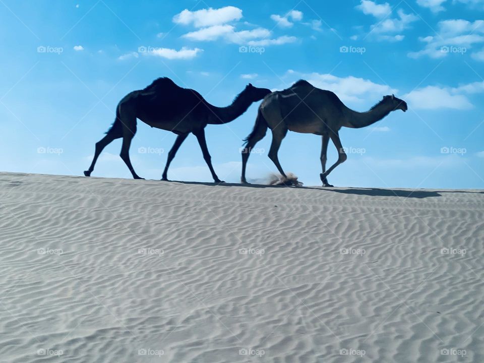 Desierto, camellos,arena,nubes,cielo