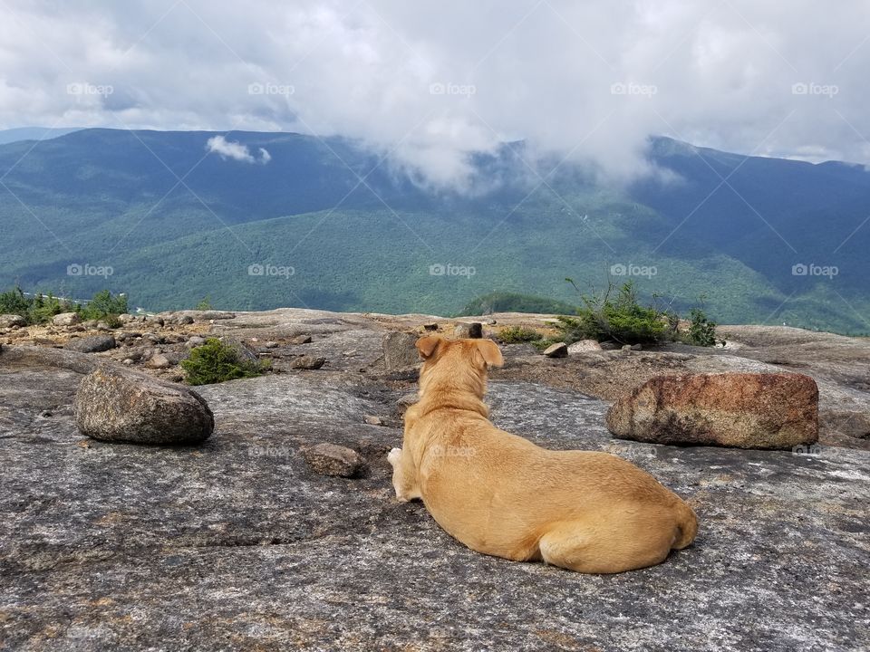 dogs and clouds