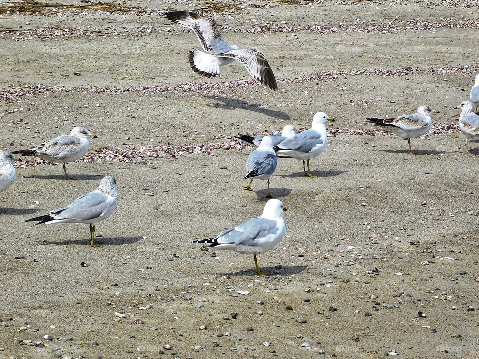 Jennings Beach seagulls 