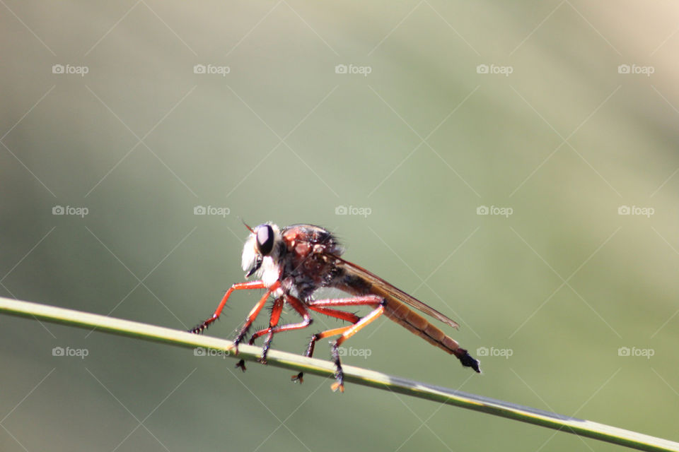 Bug found in Deep Creek National Park  Australia