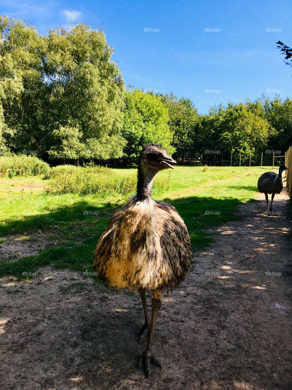 ostrich