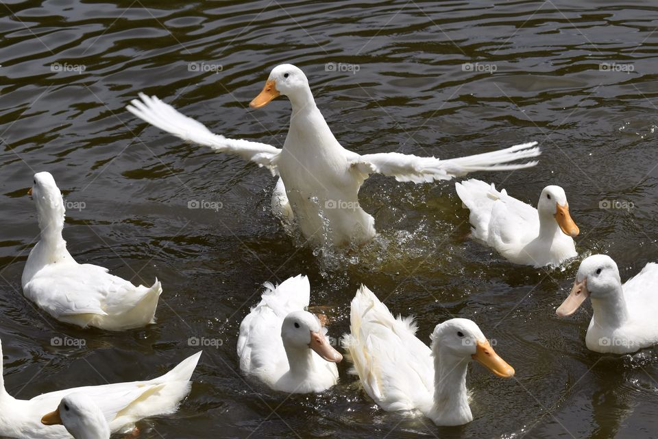 White Ducks