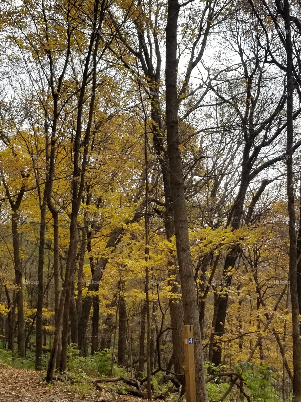 yellow leaves in the fall