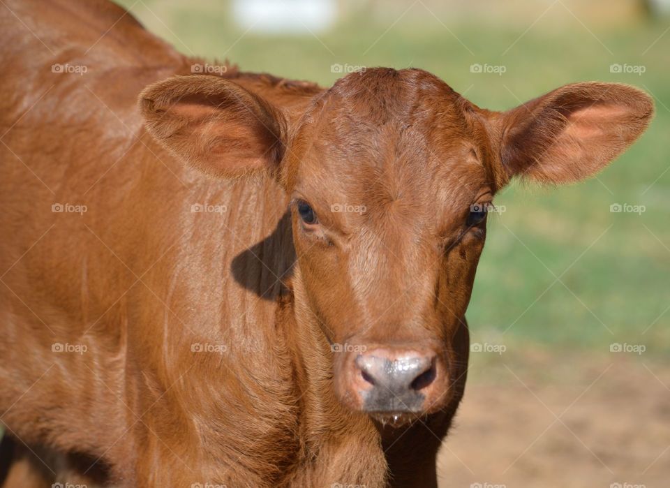 Close-up of a brown calf