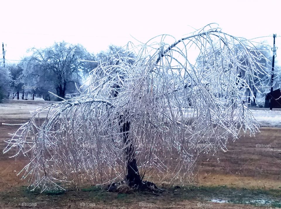 Weeping Willow When Tears Freeze.