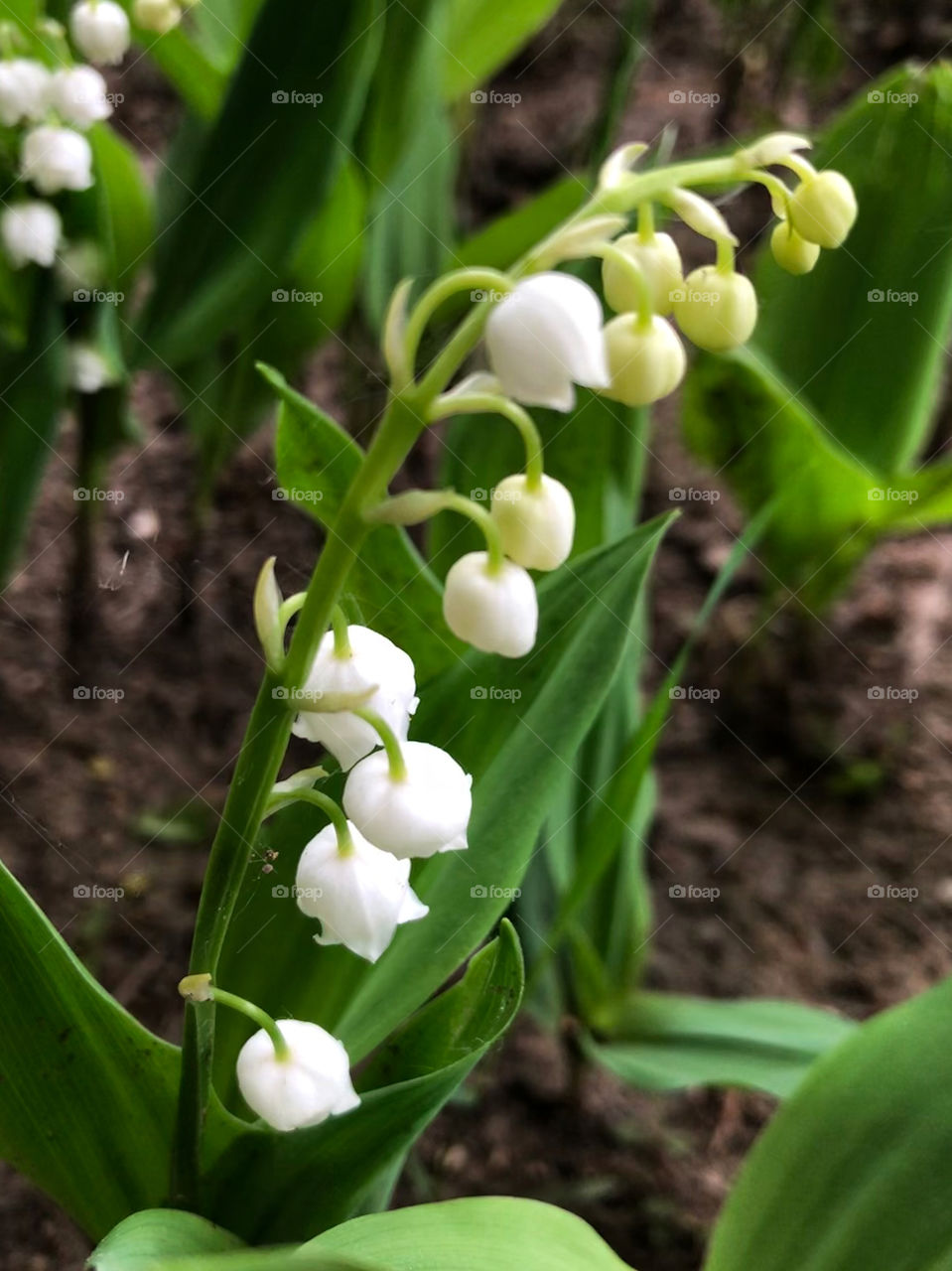 lily of the valley.  macro photo