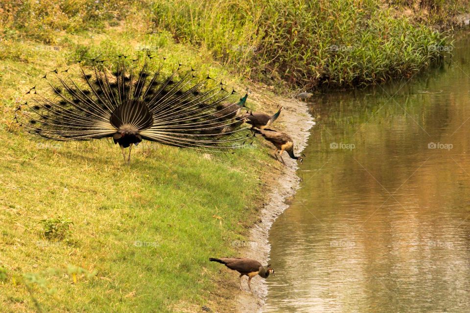 Village river with groups of peacock