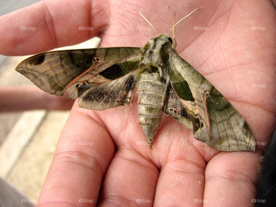 Moth in hand
