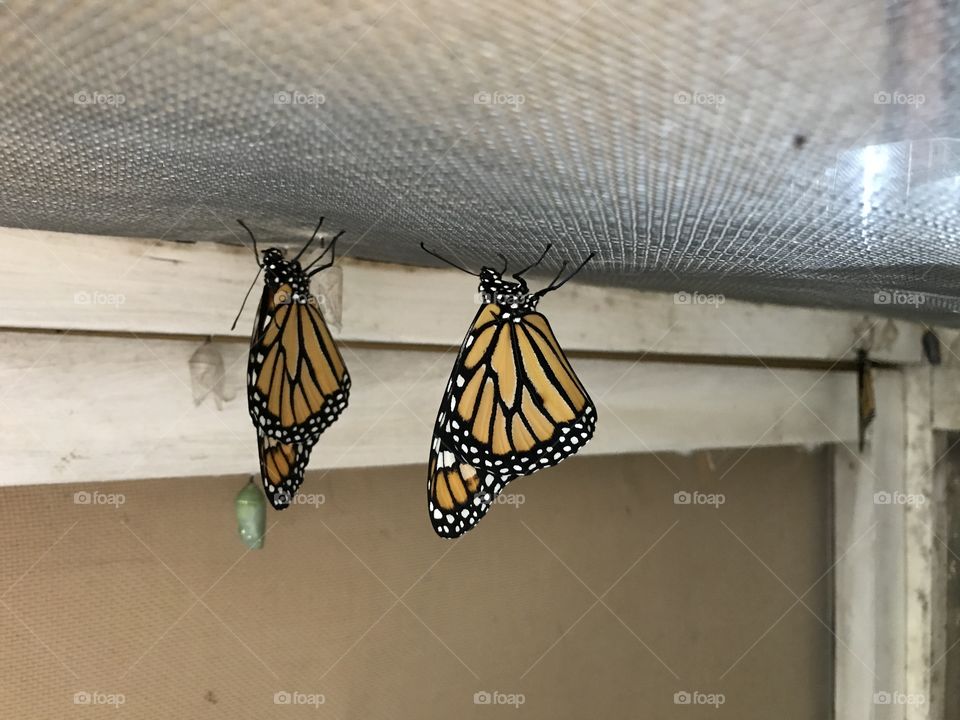 Two Hanging Monarchs 