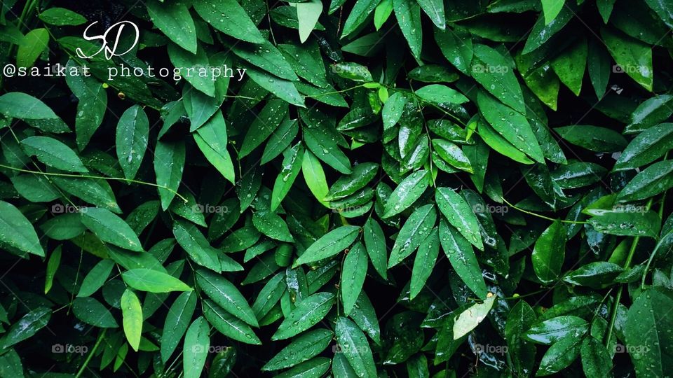 waterdrop on leafs