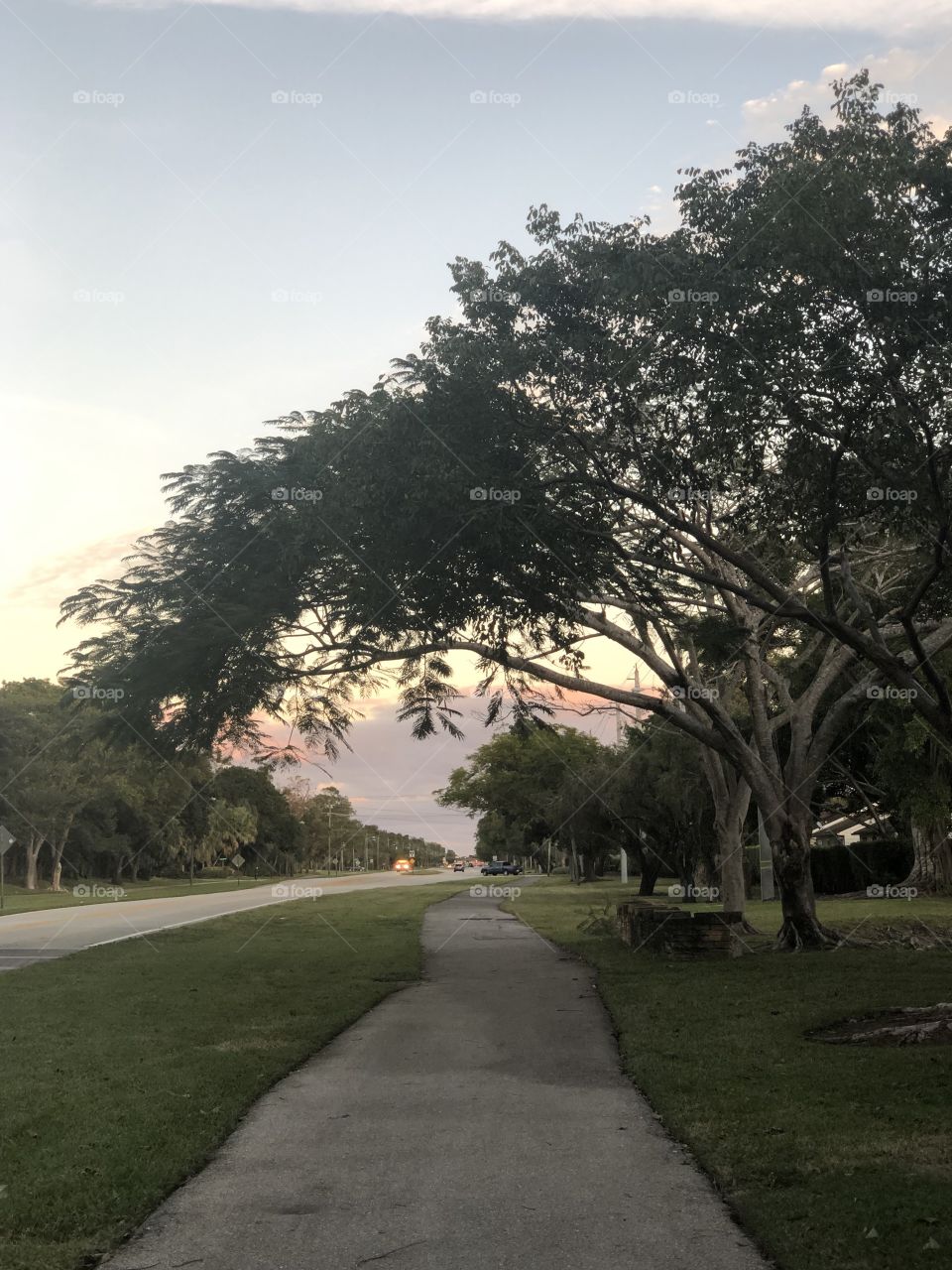 Beautiful tree in Florida 