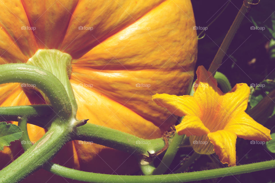 Close up portrait of a growing pumpkin and its flower