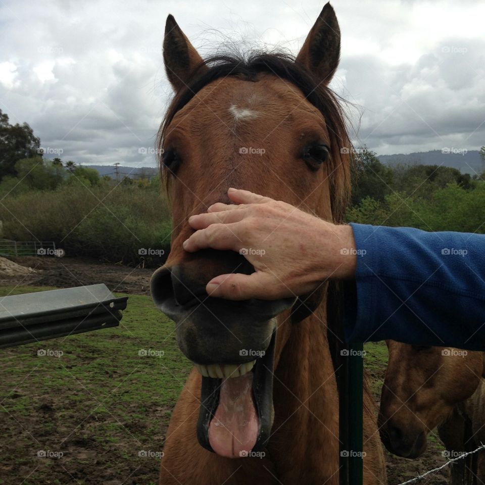 goofy horse smiles