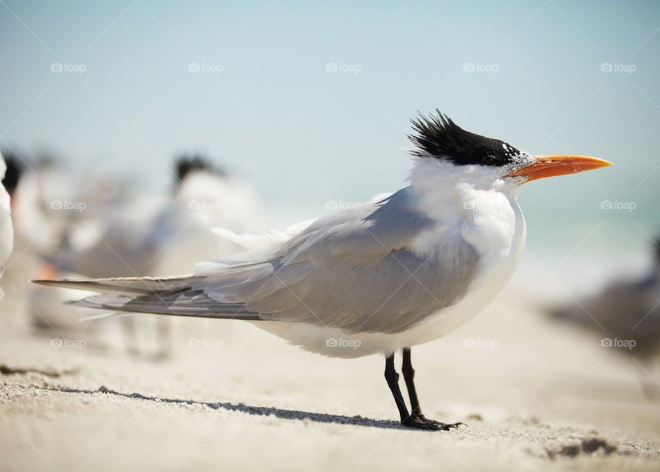 Bird at beach
