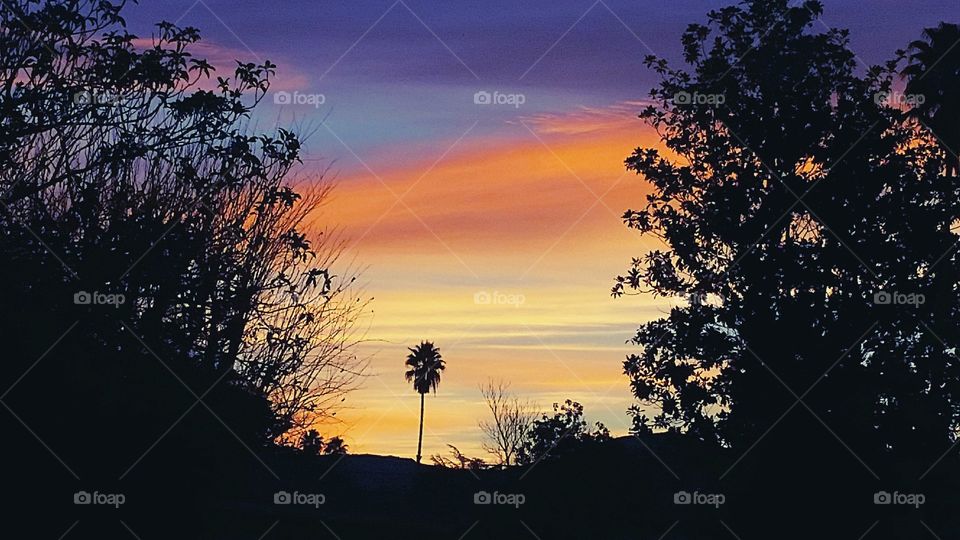 a palm in the golden sky. this is looking down my street