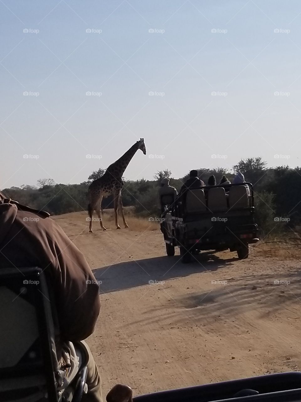 Giraffe on safari